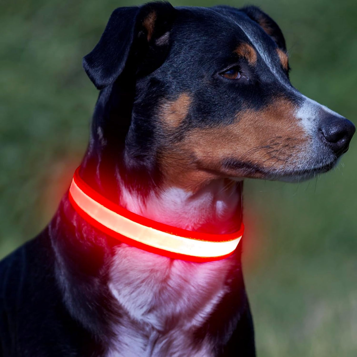 Adjustable LED Dog Collar with USB Rechargeable Super Bright Safety Light - Medium Size, Red